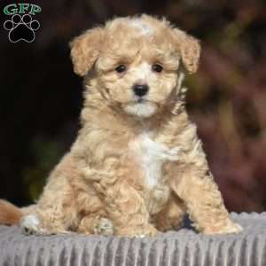 Buxton, Bich-Poo Puppy